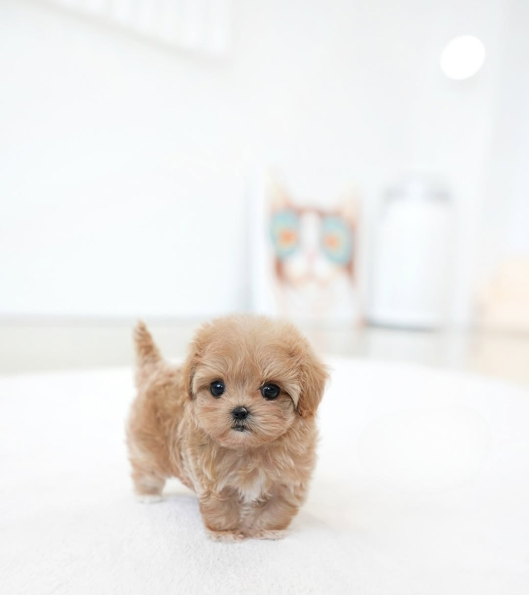 Maltipoo Puppy ( Jax)