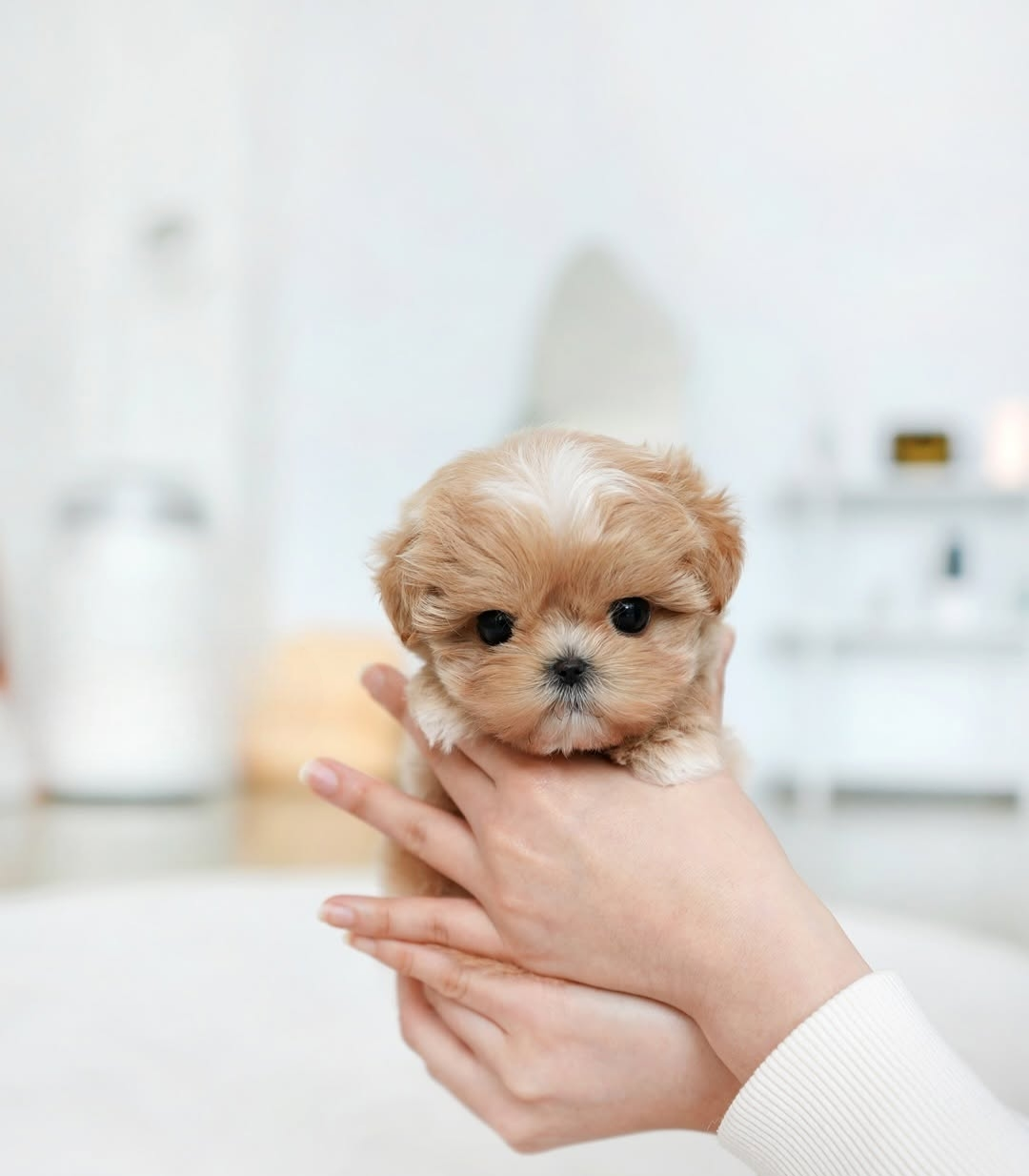 Maltipoo Puppy ( Milo)