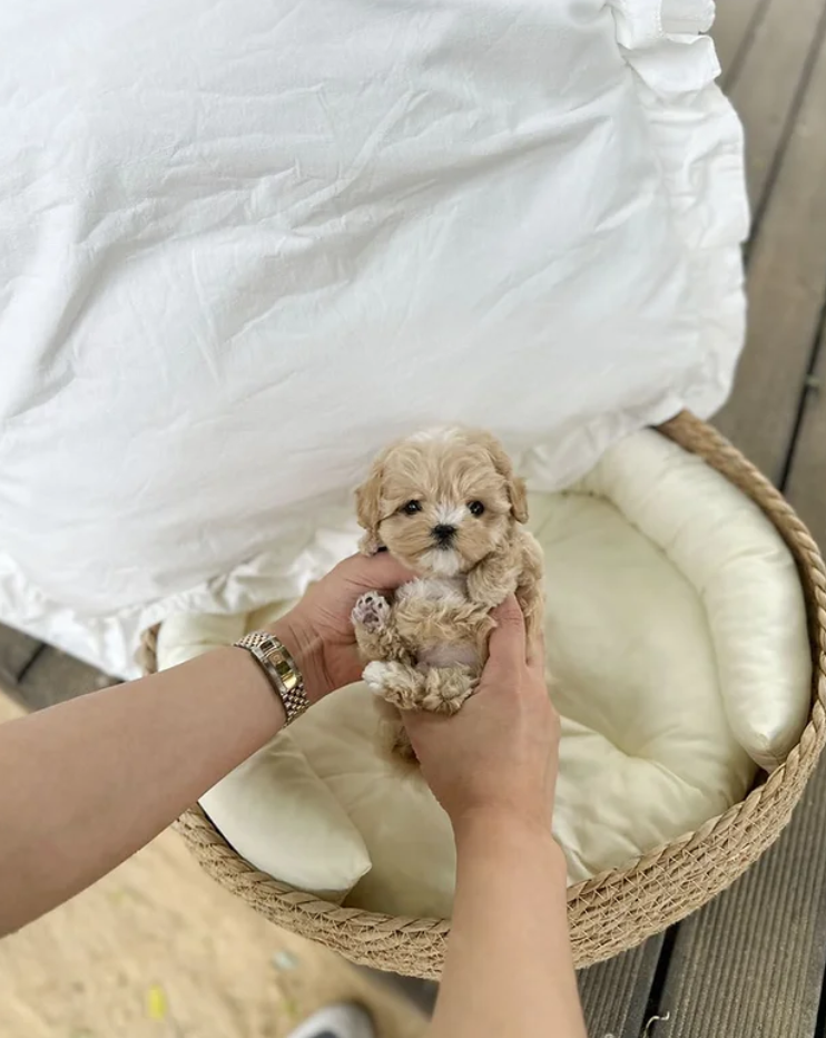 Maltipoo Puppy ( Morgan)