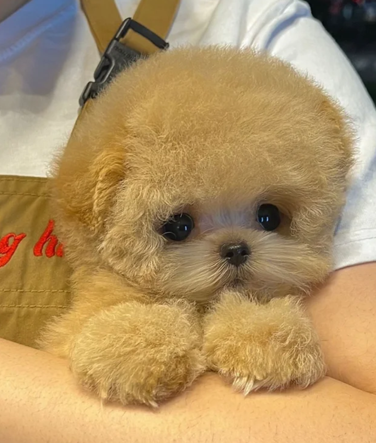 Maltipoo Puppy ( Baloo )
