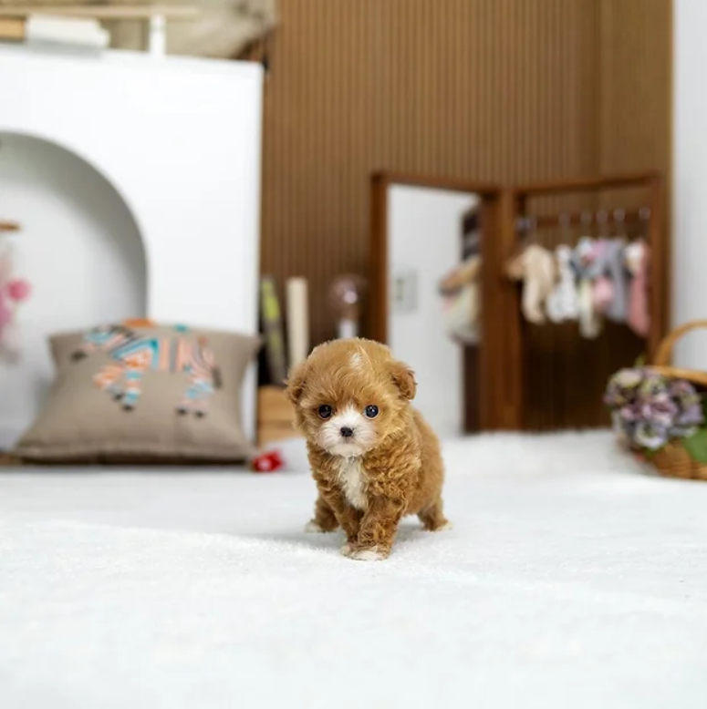 Maltipoo Puppy ( Tina)