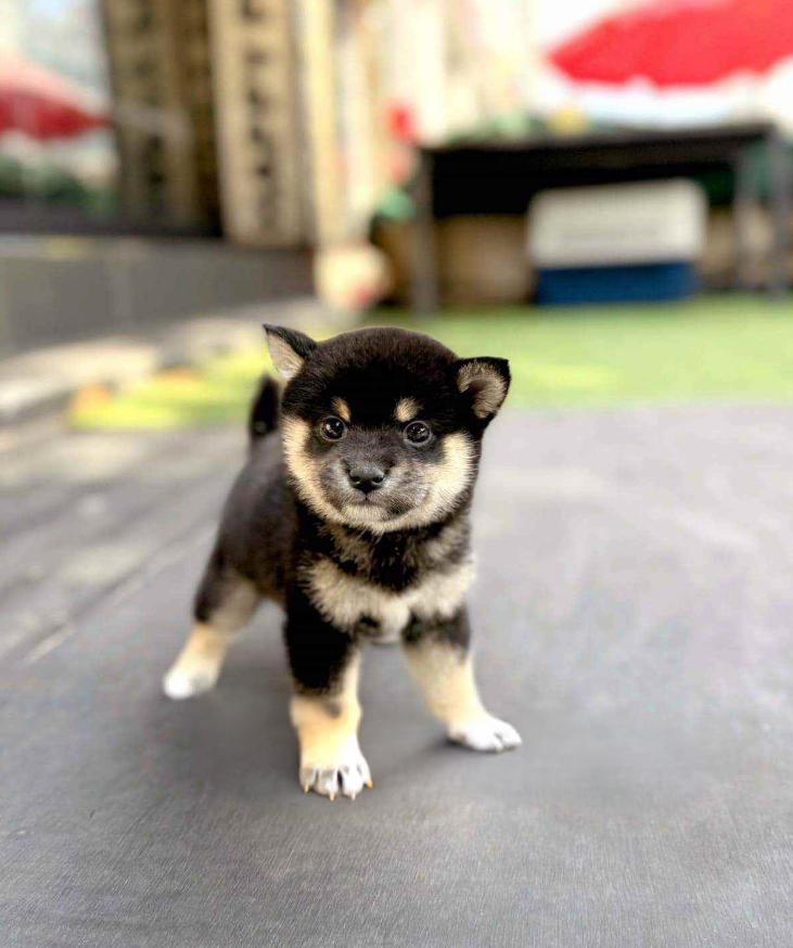Shiba Inu Puppy ( Cooper )