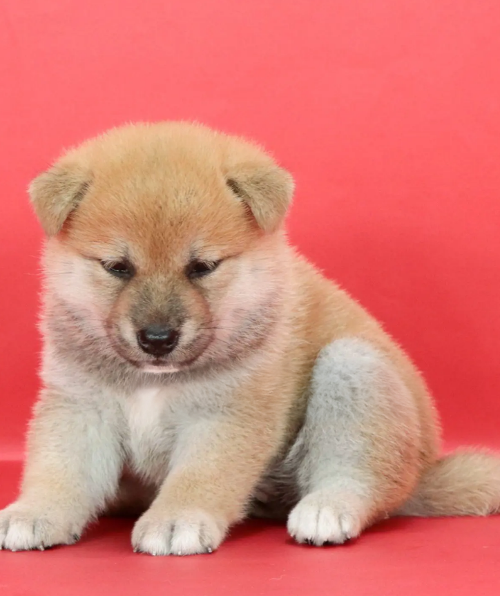 Shiba Inu Puppy ( Gracie )