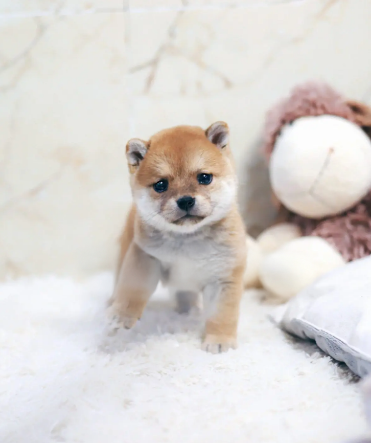 Shiba Inu Puppy ( Princess )