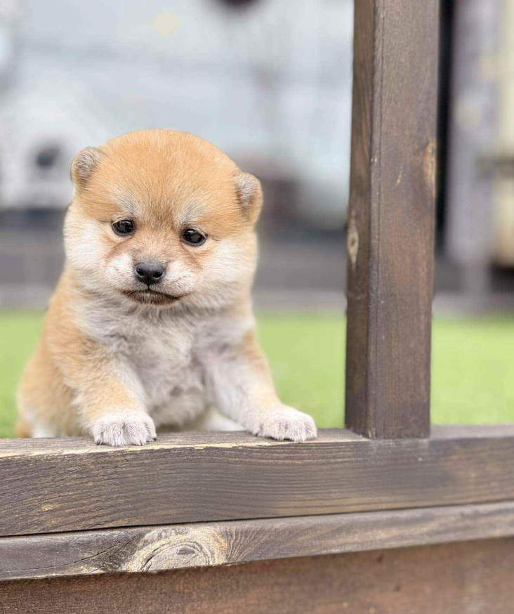 Shiba Inu Puppy ( Rosie )